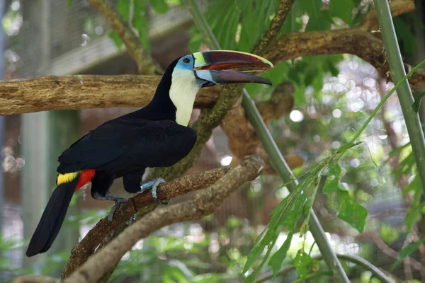 White Breasted Toucan Red Billed Toucan Ramfastos Tucanus Rare Birds — 图库照片