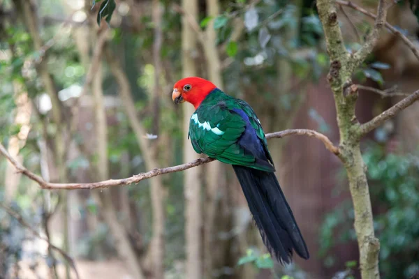 Royal Parrot Alistair Spade Beautiful Bird Macro — Φωτογραφία Αρχείου