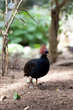 red-tufted rollulus rulul, crowned partridge. rare birds