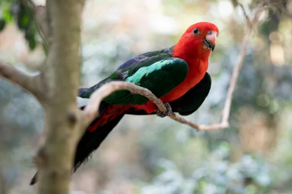 Royal Parrot Brightly Colored Parrot Tree Macro Exotic Birds — Fotografia de Stock