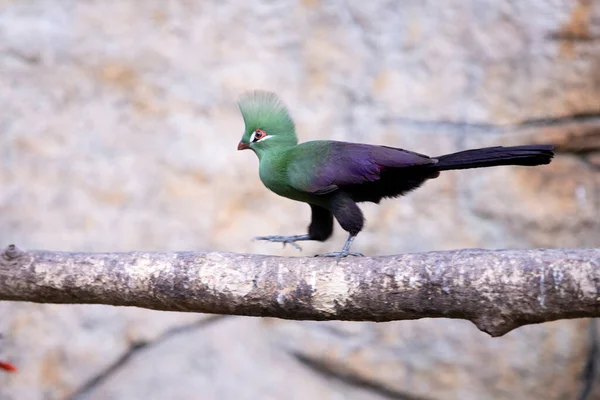 Guinean Turaco Tauraco Persa Bird Blurred Background Rare Birds — Stockfoto