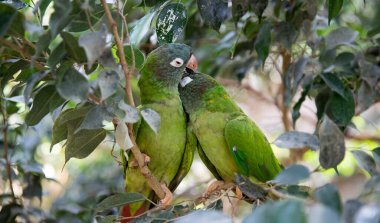 aratinga acuticaudata. Two green parrots are kissing. A couple of birds are hugging. love