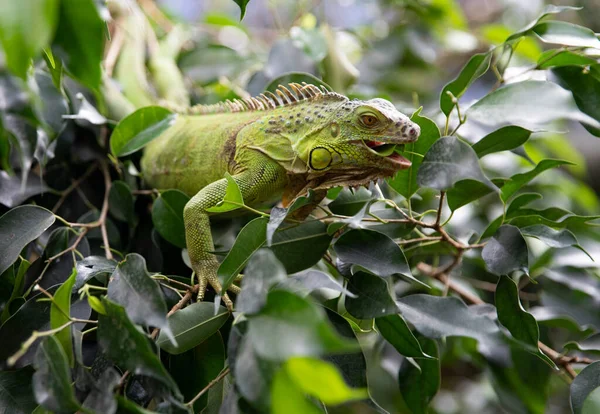 Iguana eats green leaves on a tree. Reptile. Portrait of a lizard. Macro