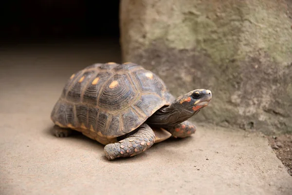 Wild Young Turtle Sulcata Geochelone Turtle Sulcata —  Fotos de Stock