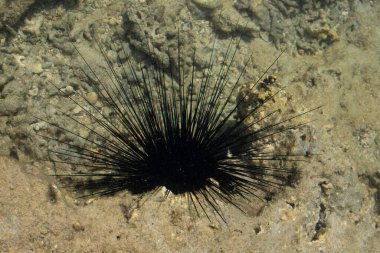 Top view of poisonous black sea urchin underwater.