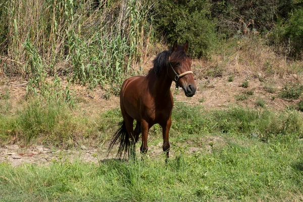 A beautiful brown stallion stands in a field against the backdrop of a forest. Horse