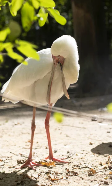 The world of animals and birds. Big spoonbill, ibis family