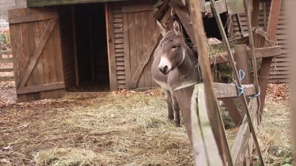 Donkey Stands Stall Backdrop Barn — Stock Video