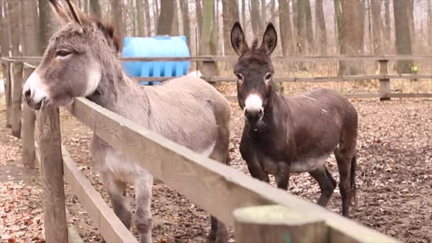 Zwei Esel Tiere Posieren Für Die Kamera — Stockvideo