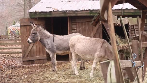 Two Cute Donkeys Animals Gray White Donkeys Rest Outdoors — Stock Video