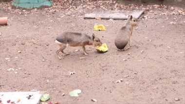 Patagonya Mara 'sı. İki hayvan sebze yer.