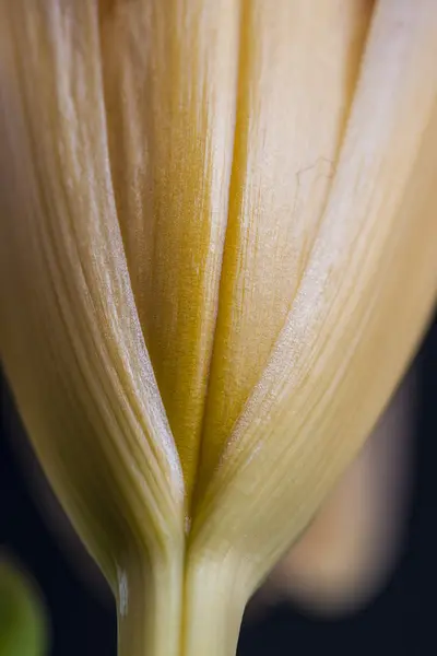 Flor — Foto de Stock