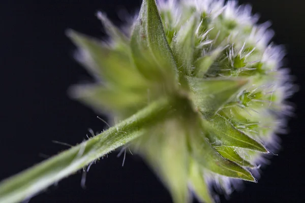 Flor —  Fotos de Stock