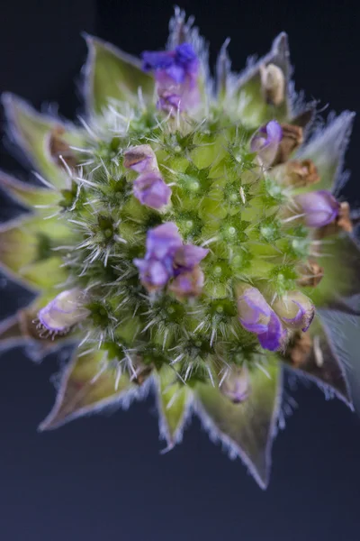 Flower — Stock Photo, Image