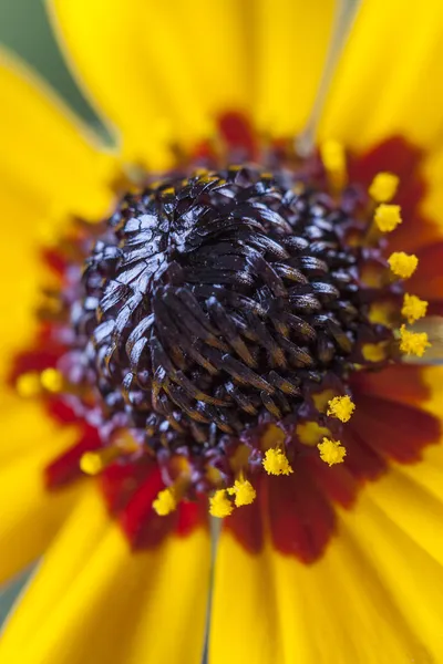 Flor —  Fotos de Stock