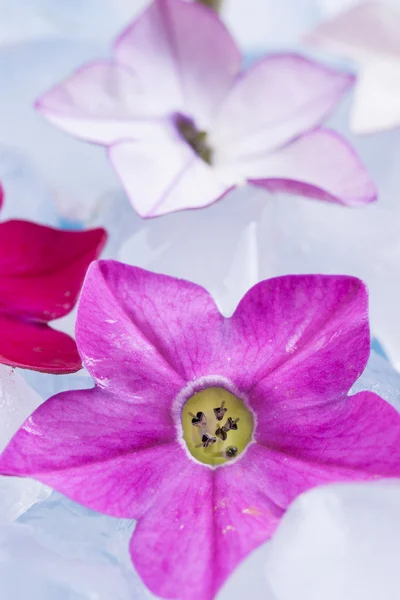 Flower — Stock Photo, Image