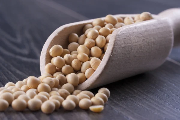 콩, 씨앗 — 스톡 사진