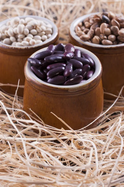 Beans — Stock Photo, Image