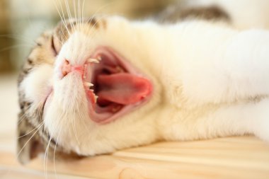 Kedi ağzı açık esniyor ve sivri dişlerini gösteriyor.