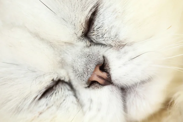Líný spící perská kočka — Stock fotografie