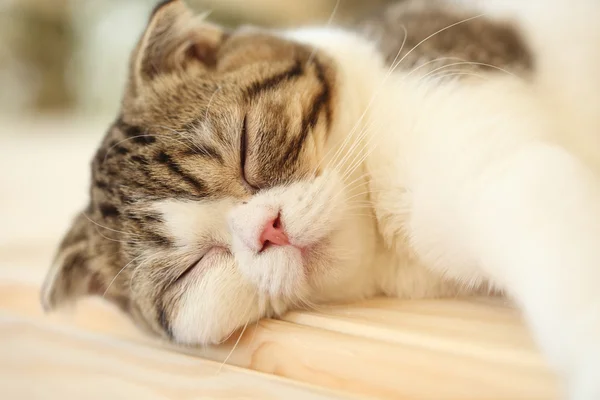 Schlafende Katze — Stockfoto