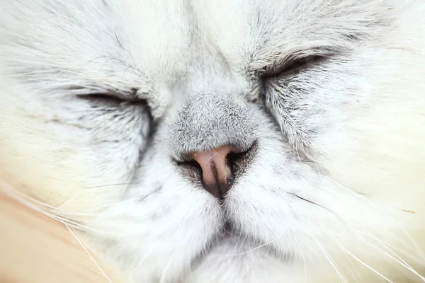 Lazy sleeping persian cat — Stock Photo, Image