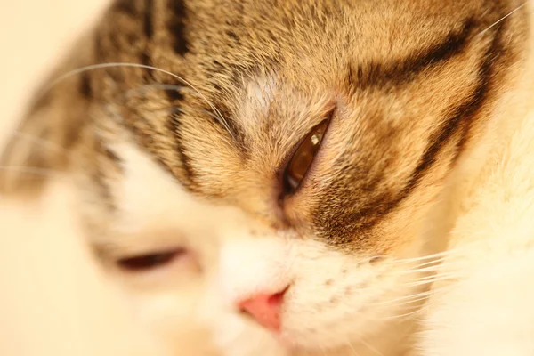 Oczy kotów: Zbliżenie do kocich oczu — Zdjęcie stockowe