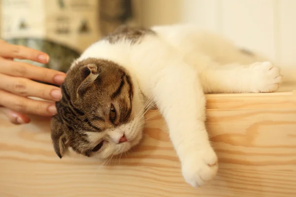 Sleepy shorthair cat — Stock Photo, Image