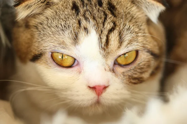 Ojos de gato: Acercamiento de ojos de gato tabby —  Fotos de Stock