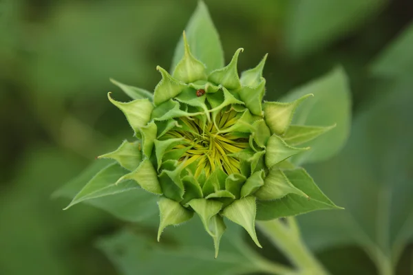 Tournesol bourgeon — Photo