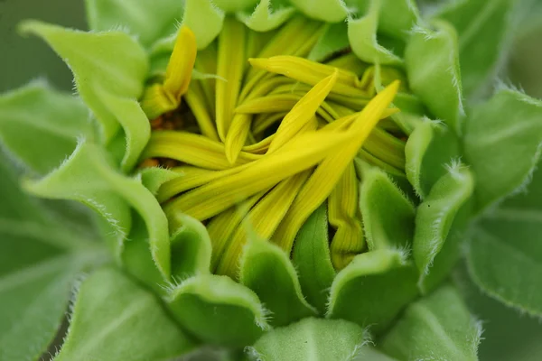 Bud sunflower — Stock Photo, Image