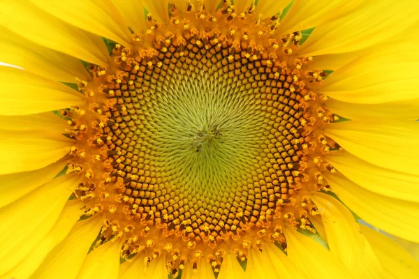 Girasol — Foto de Stock