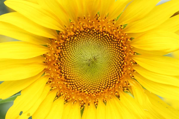 Girasole — Foto Stock