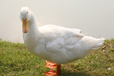 çimenlerin üzerinde ördek