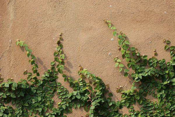 La planta de enredadera verde en la pared — Foto de Stock
