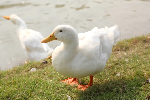 Duck on grass — Stock Photo, Image