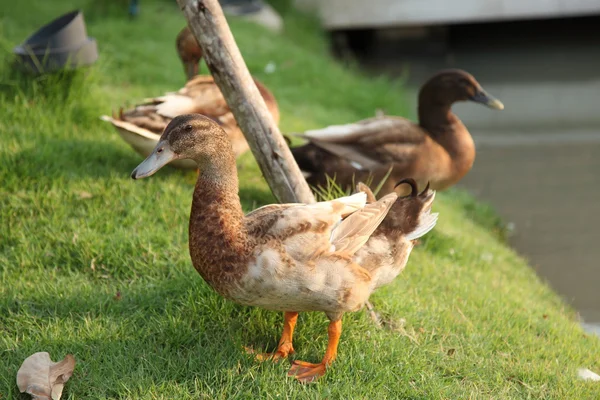 Duck on grass — Stock Photo, Image