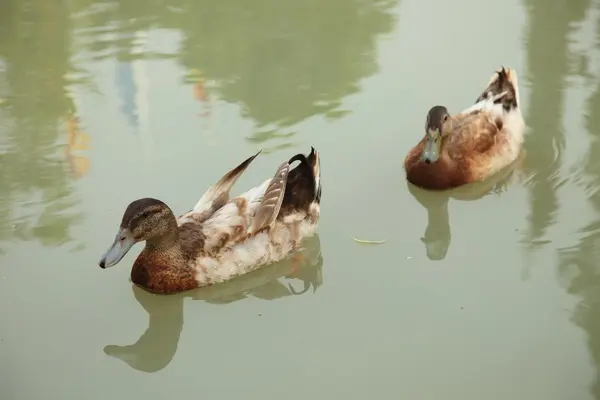 Duck on the lake — Stock Photo, Image