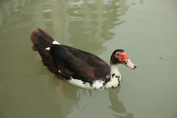 Duck on the lake — Stock Photo, Image