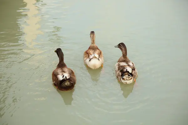 Pato en el lago — Foto de Stock