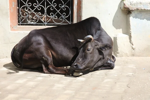 Kráva, Indie — Stock fotografie