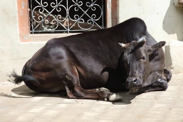 Vacca, India — Foto Stock