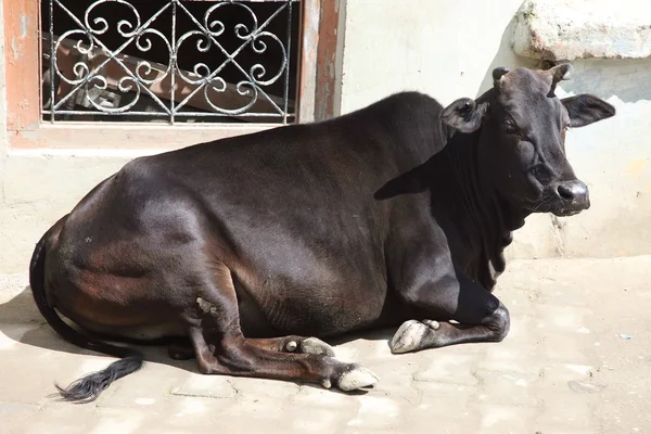 Vacca, India — Foto Stock