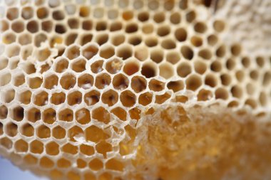 Petek, yakın çekim