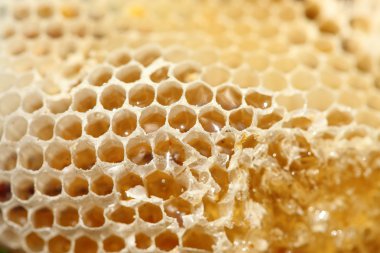 Petek, yakın çekim