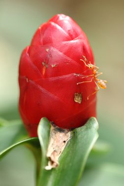 karınca kırmızı çiçek