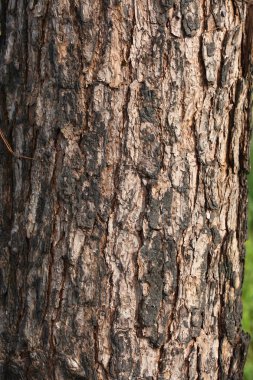 Background of bark tree clipart