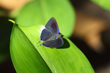 Kelebek clouse yukarı