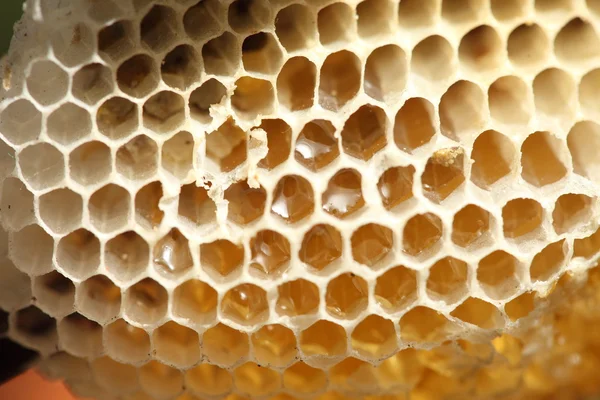 Honeycomb, närbild — Stockfoto