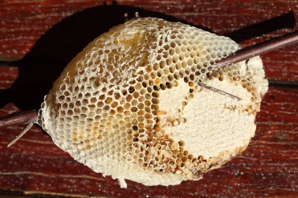 Honeycomb — Stock Photo, Image